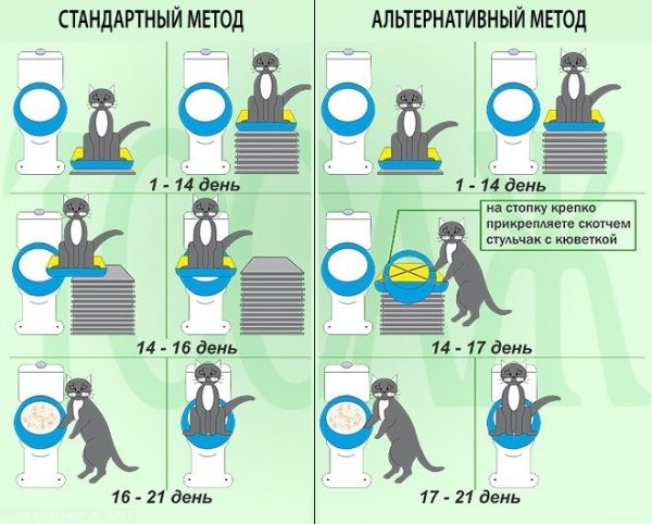 приучение кота к унитазу