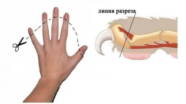 удаление когтей кошке